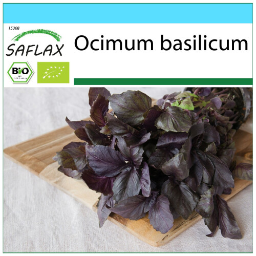 SAFLAX Geschenk Set - Rotes Basilikum - Ocimum - 400 Samen