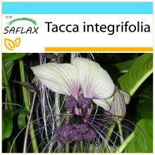 SAFLAX Geschenk Set - Weiße Fledermausblume - Tacca - 10 Samen