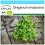 SAFLAX Geschenk Set - Majoran - Origanum - 700 Samen 1