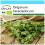 SAFLAX Geschenk Set - Oregano - Origanum - 1500 Samen 1