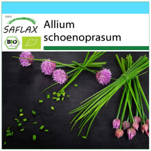 SAFLAX Geschenk Set - Schnittlauch - Allium - 250 Samen