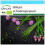 SAFLAX Geschenk Set - Schnittlauch - Allium - 250 Samen 1