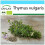 SAFLAX Geschenk Set - Thymian - Thymus - 800 Samen 1