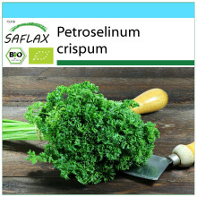 SAFLAX Geschenk Set - Krause Petersilie - Petroselinum - 800 Samen