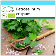 SAFLAX Geschenk Set - Glatte Petersilie - Petroselinum - 600 Samen