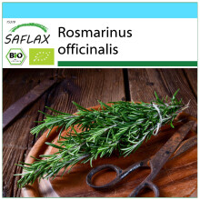 SAFLAX Geschenk Set - Rosmarin - Rosmarinus - 40 Samen