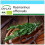 SAFLAX Geschenk Set - Rosmarin - Rosmarinus - 40 Samen 1