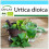 SAFLAX Geschenk Set - Brennnessel - Urtica - 2000 Samen 1