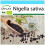 SAFLAX Geschenk Set - Schwarzkümmel - Nigella - 300 Samen 1