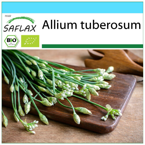 SAFLAX Geschenk Set - Schnittknoblauch - Allium - 100 Samen