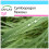 SAFLAX Geschenk Set - Zitronengras - Cymbopogon - 50 Samen 1