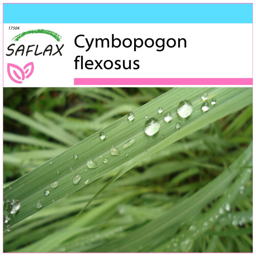 SAFLAX Geschenk Set - Zitronengras - Cymbopogon - 50 Samen