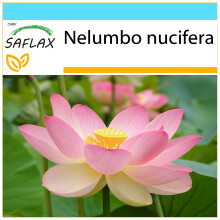 SAFLAX Geschenk Set - Lotusblume - Nelumbo - 8 Samen