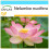 SAFLAX Geschenk Set - Lotusblume - Nelumbo - 8 Samen 1