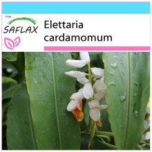 SAFLAX Geschenk Set - Kardamom - Elettaria - 20 Samen