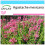 SAFLAX Geschenk Set - Limonen - Aniskraut - Agastache - 50 Samen 1