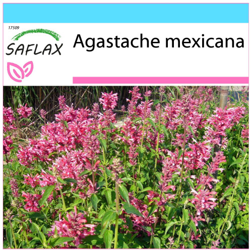 SAFLAX Geschenk Set - Limonen - Aniskraut - Agastache - 50 Samen