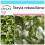 SAFLAX Geschenk Set - Stevia - Stevia - 100 Samen 1