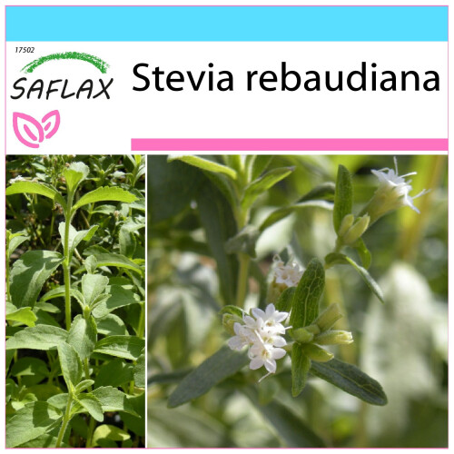 SAFLAX Geschenk Set - Stevia - Stevia - 100 Samen