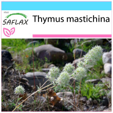 SAFLAX Geschenk Set - Spanischer Majoran - Thymus - 250 Samen