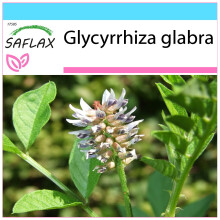 SAFLAX Geschenk Set - Süßholz - Glycyrrhiza - 30 Samen