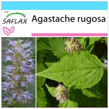 SAFLAX Geschenk Set - Koreanische Minze - Agastache - 1200 Samen