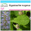 SAFLAX Set regalo - Menta coreana - 1200 semi - Agastache 1