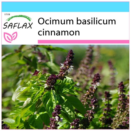 SAFLAX Geschenk Set - Zimtbasilikum - Ocimum - 200 Samen