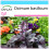 SAFLAX Geschenk Set - Rotes Basilikum - Ocimum - 200 Samen 1