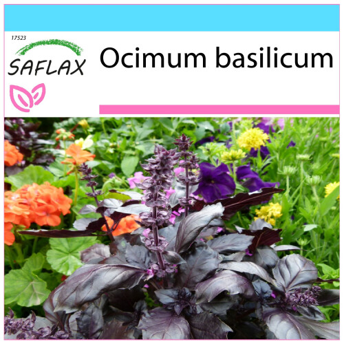 SAFLAX Geschenk Set - Rotes Basilikum - Ocimum - 200 Samen