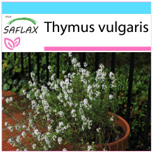 SAFLAX Geschenk Set - Thymian - Thymus - 200 Samen
