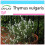 SAFLAX Geschenk Set - Thymian - Thymus - 200 Samen 1