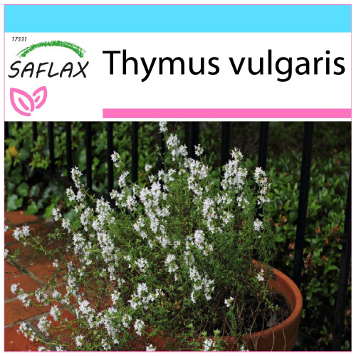 SAFLAX Geschenk Set - Thymian - Thymus - 200 Samen