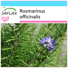 SAFLAX Geschenk Set - Rosmarin - Rosmarinus - 100 Samen
