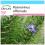SAFLAX Geschenk Set - Rosmarin - Rosmarinus - 100 Samen 1