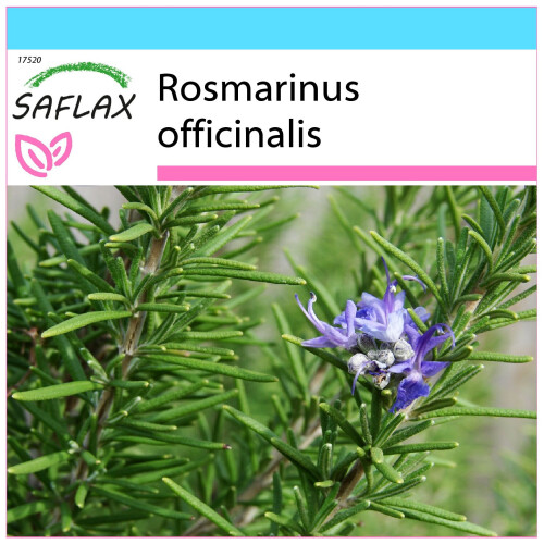 SAFLAX Geschenk Set - Rosmarin - Rosmarinus - 100 Samen