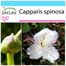 SAFLAX Geschenk Set - Kapernstrauch - Capparis - 25 Samen