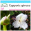 SAFLAX Geschenk Set - Kapernstrauch - Capparis - 25 Samen 1