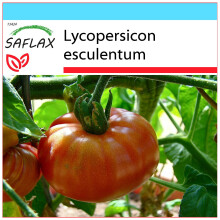 SAFLAX Geschenk Set - Tomate – Brandywine - Lycopersicon - 10 Samen