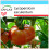 SAFLAX Geschenk Set - Tomate – Brandywine - Lycopersicon - 10 Samen 1