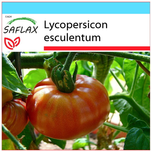SAFLAX Geschenk Set - Tomate – Brandywine - Lycopersicon - 10 Samen