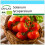 SAFLAX Geschenk Set - Tomate - Berner Rose - Solanum - 10 Samen 1