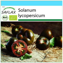 SAFLAX Geschenk Set - Tomate - Black Cherry - Solanum - 10 Samen
