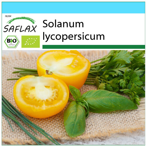 SAFLAX Geschenk Set - Tomate - Golden Queen - Solanum - 15 Samen