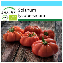 SAFLAX Geschenk Set - Tomate - Marmande - Solanum - 10 Samen