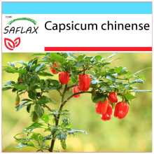 SAFLAX Geschenk Set - Chili – Habanero Red - Capsicum - 10 Samen