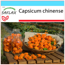 SAFLAX Geschenk Set - Chili - Gelbe Habanero - Capsicum - 10 Samen