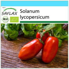 SAFLAX Geschenk Set - Tomate – Marzano - Solanum - 15 Samen