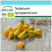 SAFLAX Geschenk Set - Tomate – Submarine - Solanum - 10 Samen