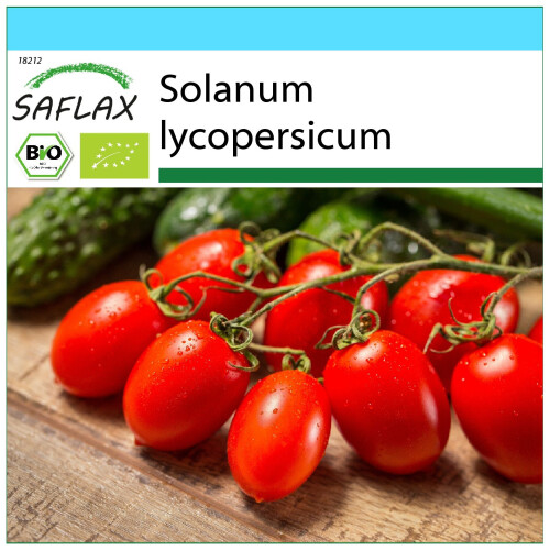 SAFLAX Geschenk Set - Tomate - Roma - Solanum - 15 Samen